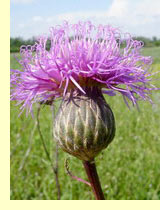 Серпуха венечная (Serratula coronata L.) Серпуха венечная (Serratula coronata L.)